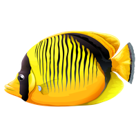 Fish Png 14