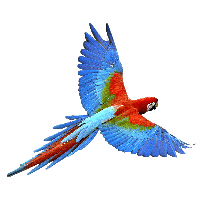 Flying Parrot Png Images Download