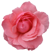 Pink Rose Png Image Picture Download