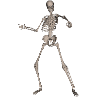 Skeleton Png Image