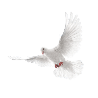 White Flying Pigeon Png Image