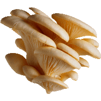 White Mushrooms Png Image