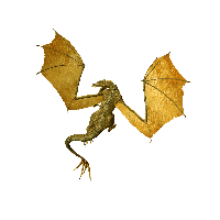 Dragon Png Images Drago Picture