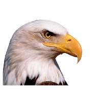 Eagle Head Png Image Download