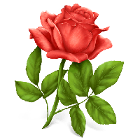 Pink Rose Png Image Picture Download