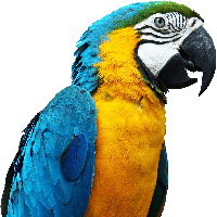 Blue Parrot Png Image Download