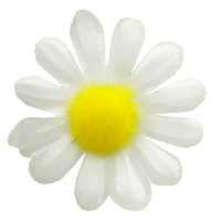 Camomile Png Image