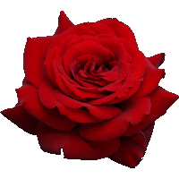 Red Rose Png Image Picture Download