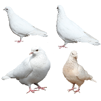 White Pigeons Png Image
