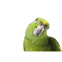 Green Parrot Png Image Download