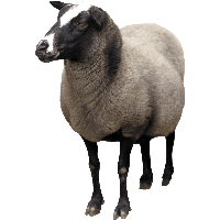 Sheep Png Image