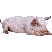 Sleeping Pig Png Image