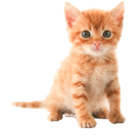 Cat Png Image Download Picture Kitten