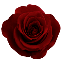 Red Rose Png Image Picture Download