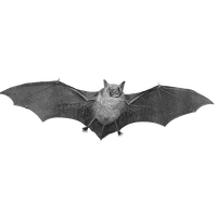Bat Transparent