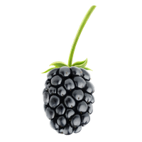 Blackberry Fruit Png Pic