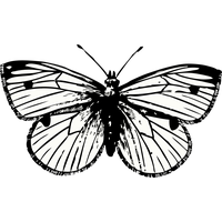 Butterfly Tattoo Png