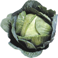 Cabbage Png Image