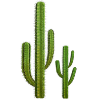 Cactus Png 5