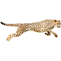 Cheetah Download Png