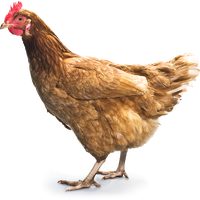 Chicken Png 7