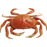 Crab Free Download Png
