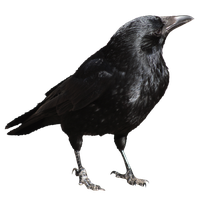 Crow Png File
