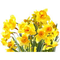 Daffodils Png File