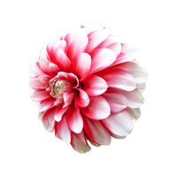 Dahlia Png Picture