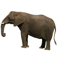 Elephant Png Image