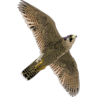Falcon Free Download Png