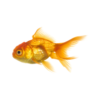Fish Png 8