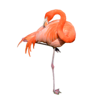 Flamingo Free Download Png