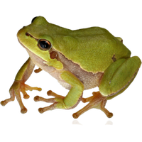 Frog Png 9
