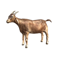 Goat Png Picture