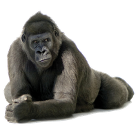 Gorilla Free Png Image