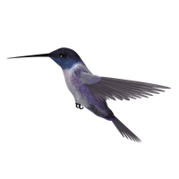 Hummingbird Png Picture
