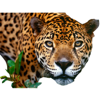 Jaguar Png Image