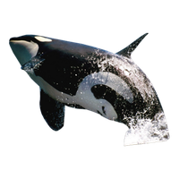 Killer Whale Free Png Image