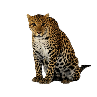 Leopard Png Clipart