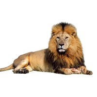 Lion Png Clipart