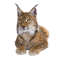 Lynx Free Download Png
