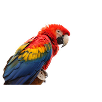 Macaw Png Picture