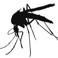 Mosquito High-Quality Png