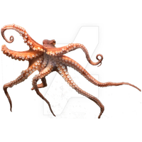 Octopus Png Picture