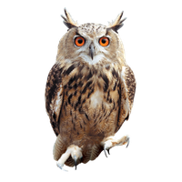 Owl Png Picture