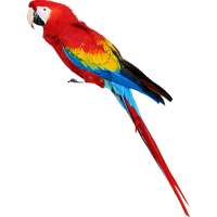 Parrot Free Png Image