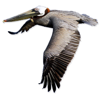 Pelican Free Png Image