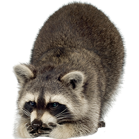 Raccoon Png Image