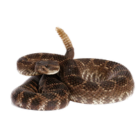 Rattlesnake Free Download Png